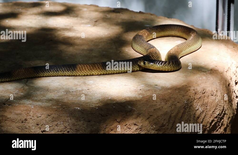 Non poisonous Stock Videos & Footage - HD and 4K Video Clips - Alamy