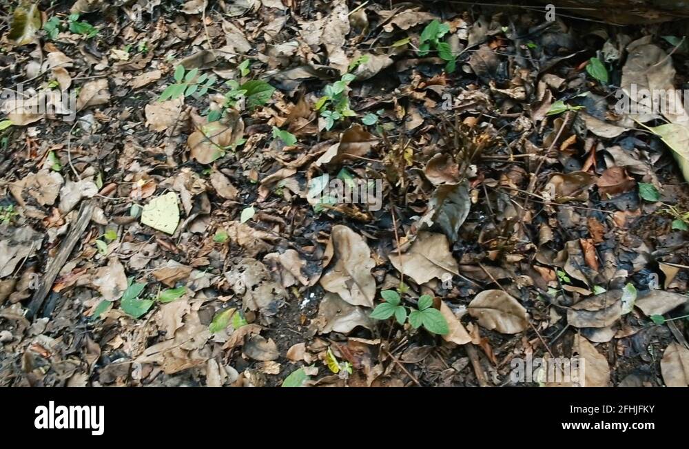 Trees have shed their leaves Stock Videos & Footage HD and 4K Video