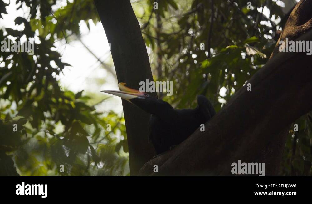 Rhino hornbill Stock Videos & Footage - HD and 4K Video Clips - Alamy