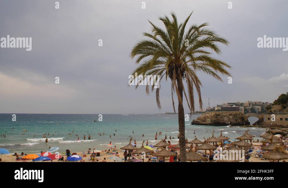 Palm tree at the beach in Cala Major, Mallorca Stock Video Footage Alamy