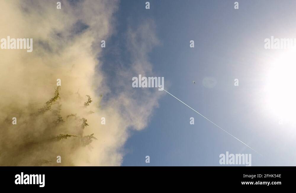 Pollen spread Stock Videos & Footage HD and 4K Video Clips Alamy