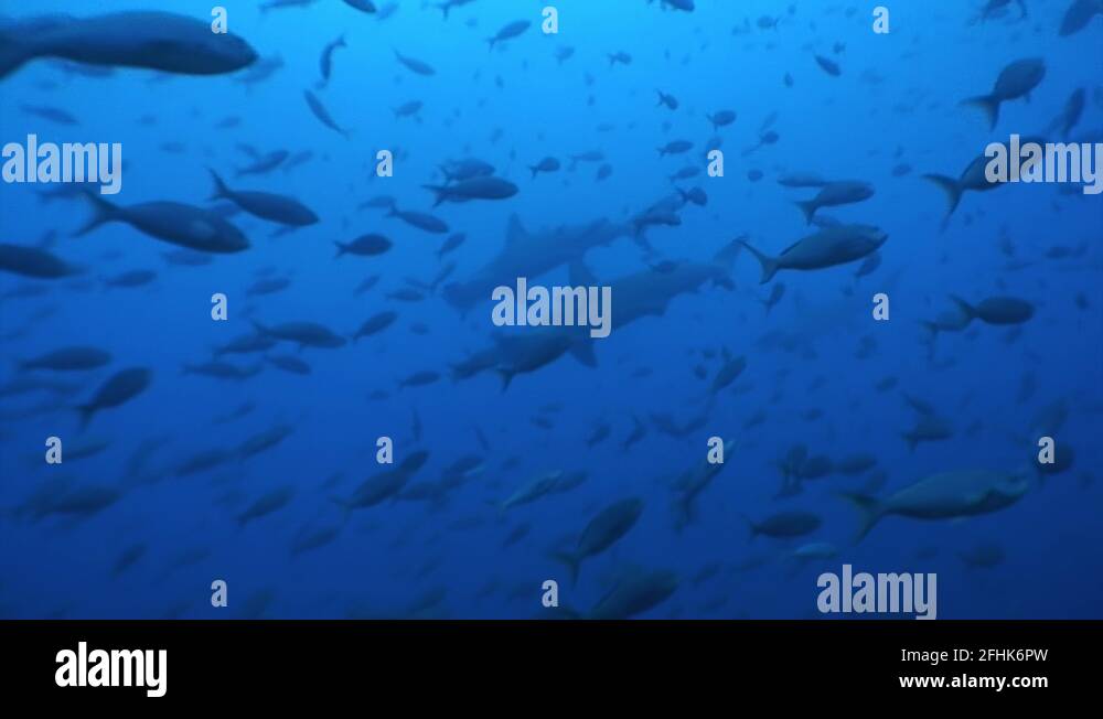 Group of Hammerhead shark in shoal fish underwater lagoon of ocean