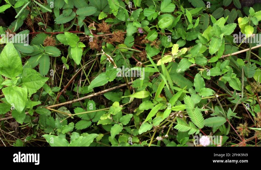 "Touch me not" plant closes and opens in timelapse Stock Video Footage