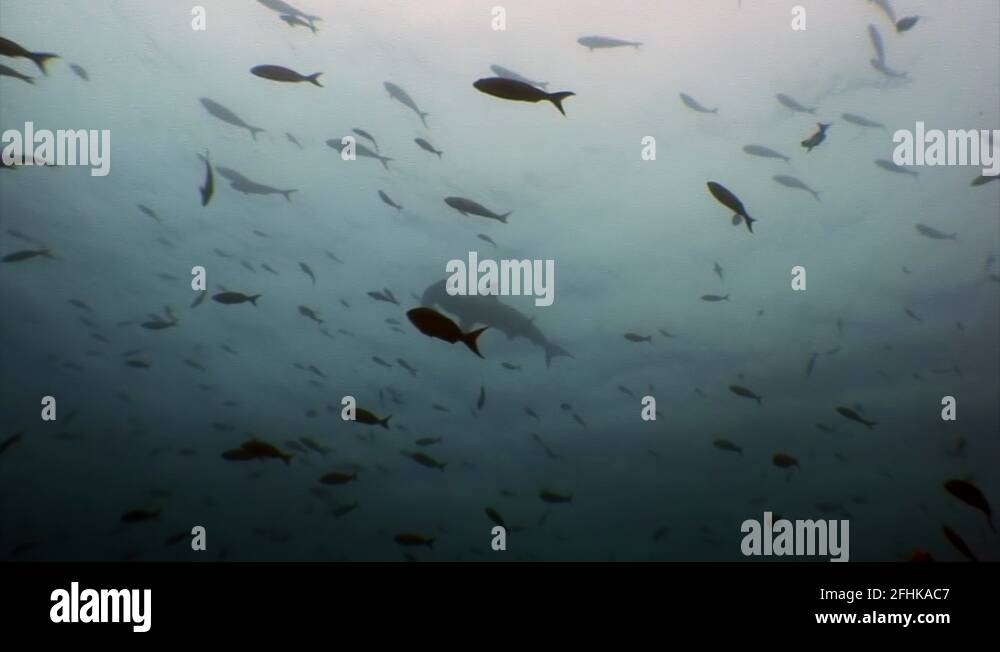 Group of Hammerhead shark in shoal fish underwater lagoon of ocean