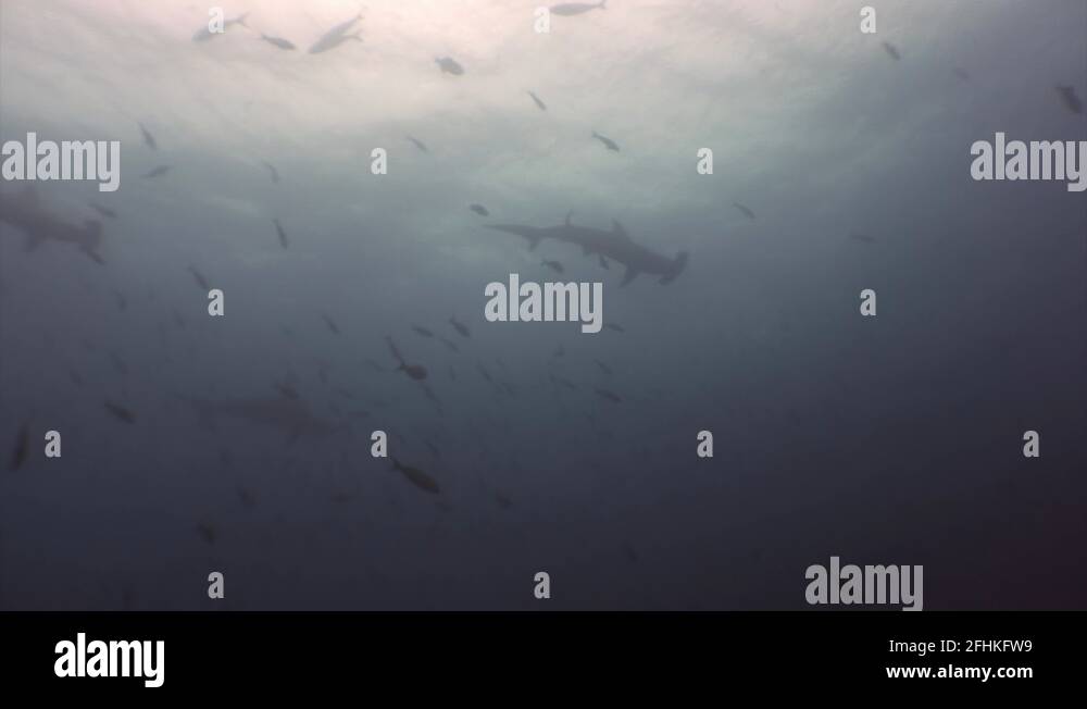 Group of Hammerhead shark in shoal fish underwater lagoon of ocean