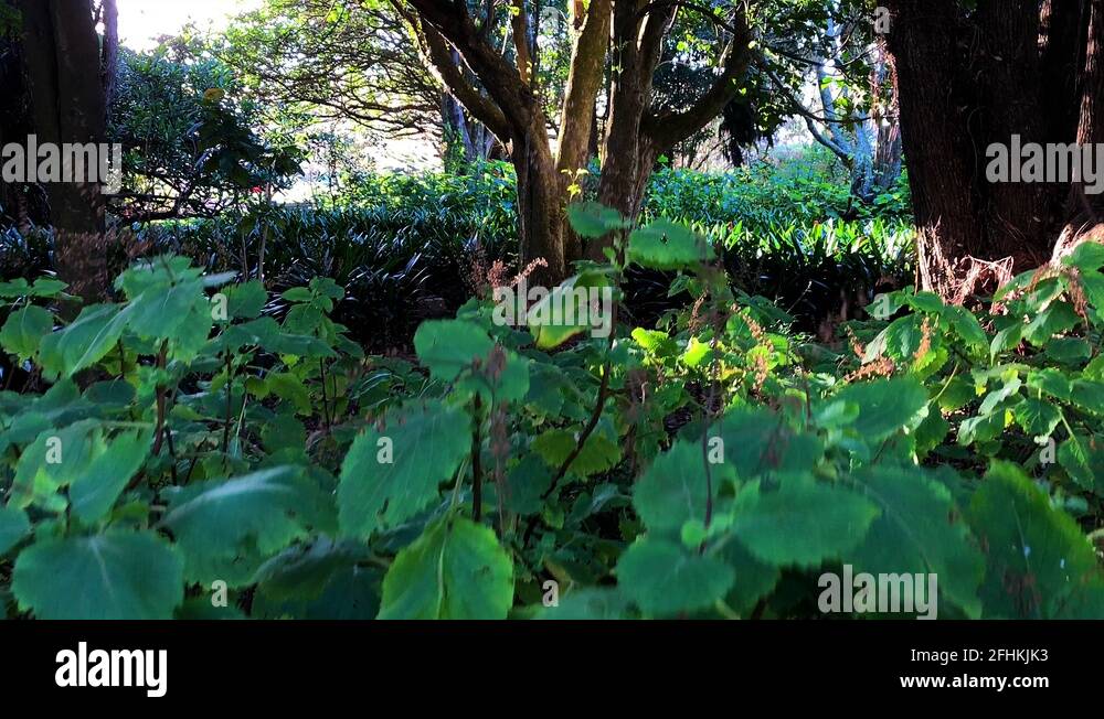 Green trees and undergrowth Stock Videos & Footage HD and 4K Video