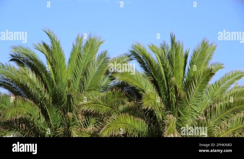 Palm trees england Stock Videos & Footage HD and 4K Video Clips Alamy
