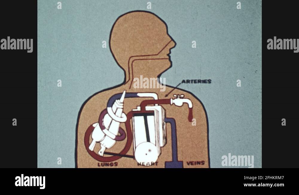 Blood circulation system Stock Videos & Footage - HD and 4K Video Clips ...