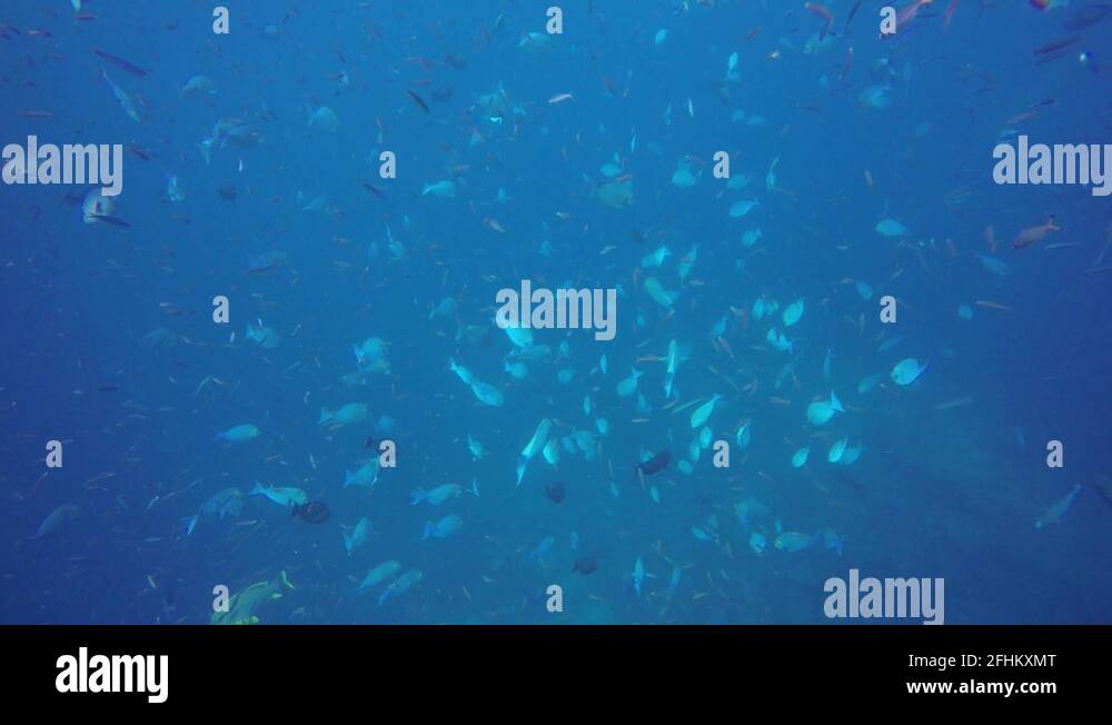 Diving fiji Stock Videos & Footage HD and 4K Video Clips Alamy
