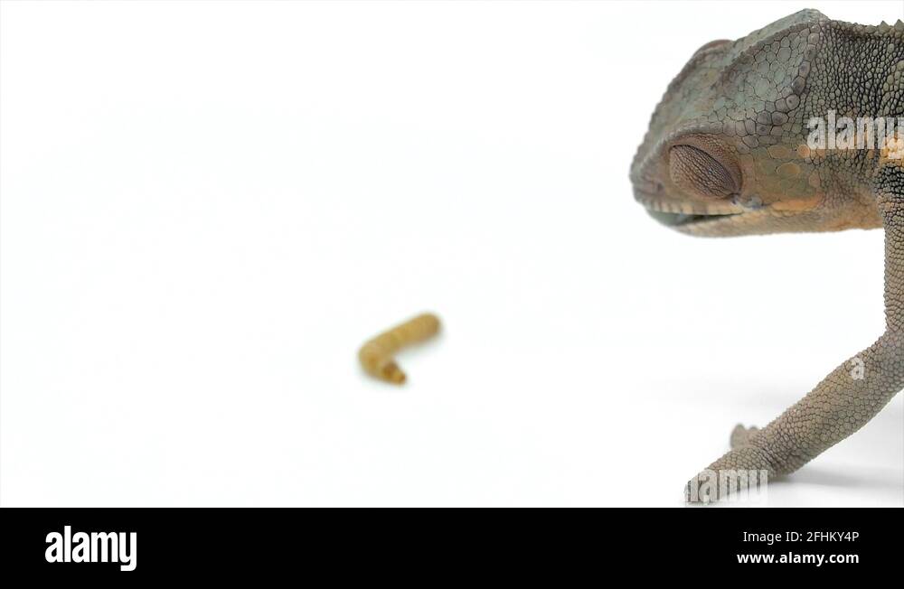 Mealworm close up Stock Videos & Footage HD and 4K Video Clips Alamy