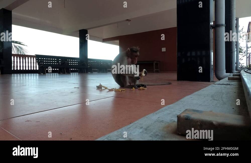 Banana eating monkey Stock Videos & Footage - HD and 4K Video Clips - Alamy