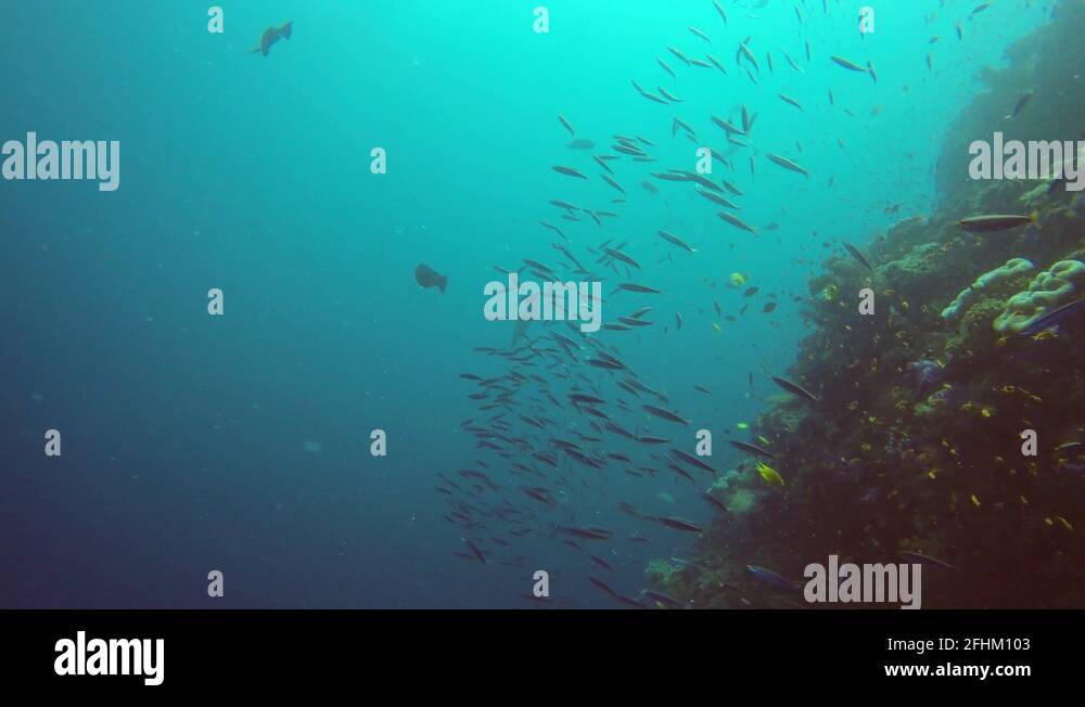 Spanish mackerel Stock Videos & Footage HD and 4K Video Clips Alamy