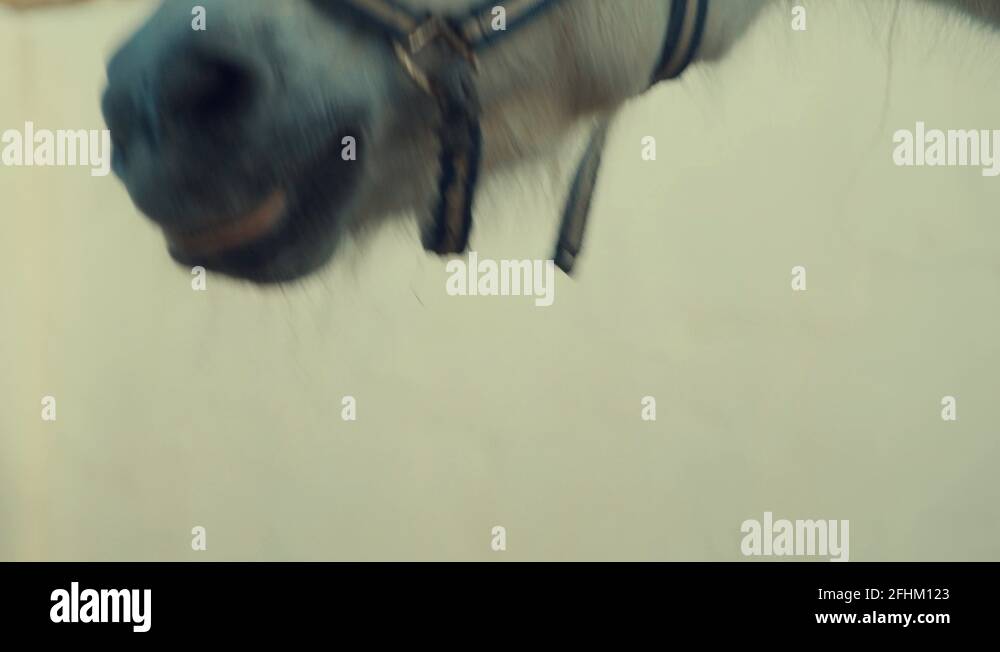 Spanish stallion pura raza espanola Stock Videos & Footage HD and 4K