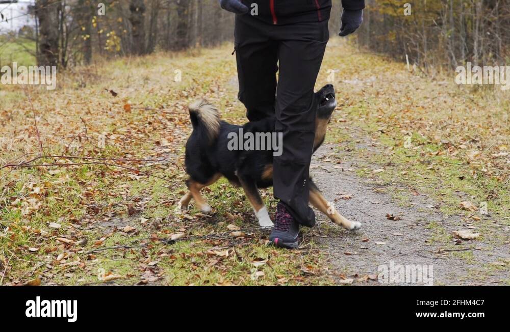 Dog between legs Stock Videos & Footage HD and 4K Video Clips Alamy