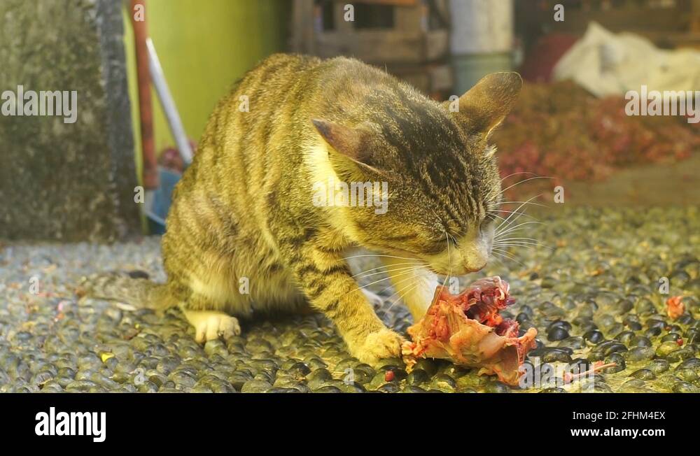 Cat foods Stock Videos & Footage HD and 4K Video Clips Alamy
