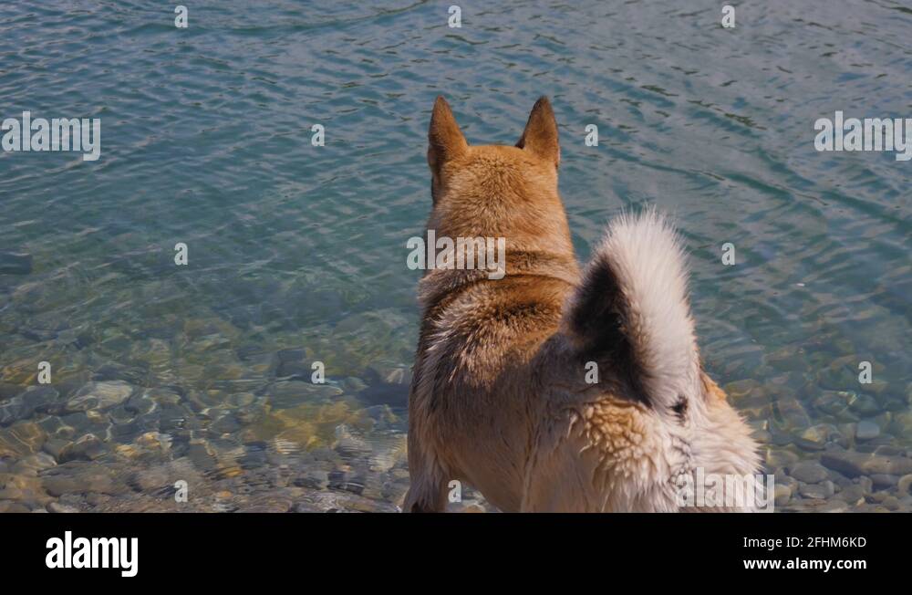 Hot dog legs beach Stock Videos & Footage HD and 4K Video Clips Alamy