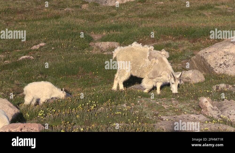 Cute Mountain Goat Nanny and Kid Stock Video Footage - Alamy