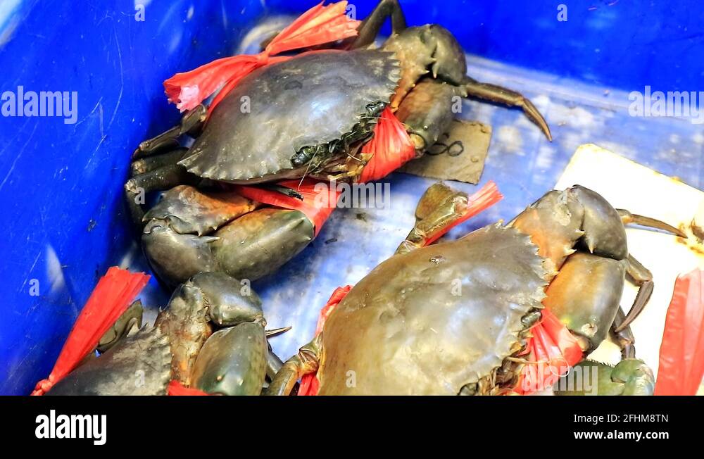 Crab crabs claw claws Stock Videos & Footage HD and 4K Video Clips