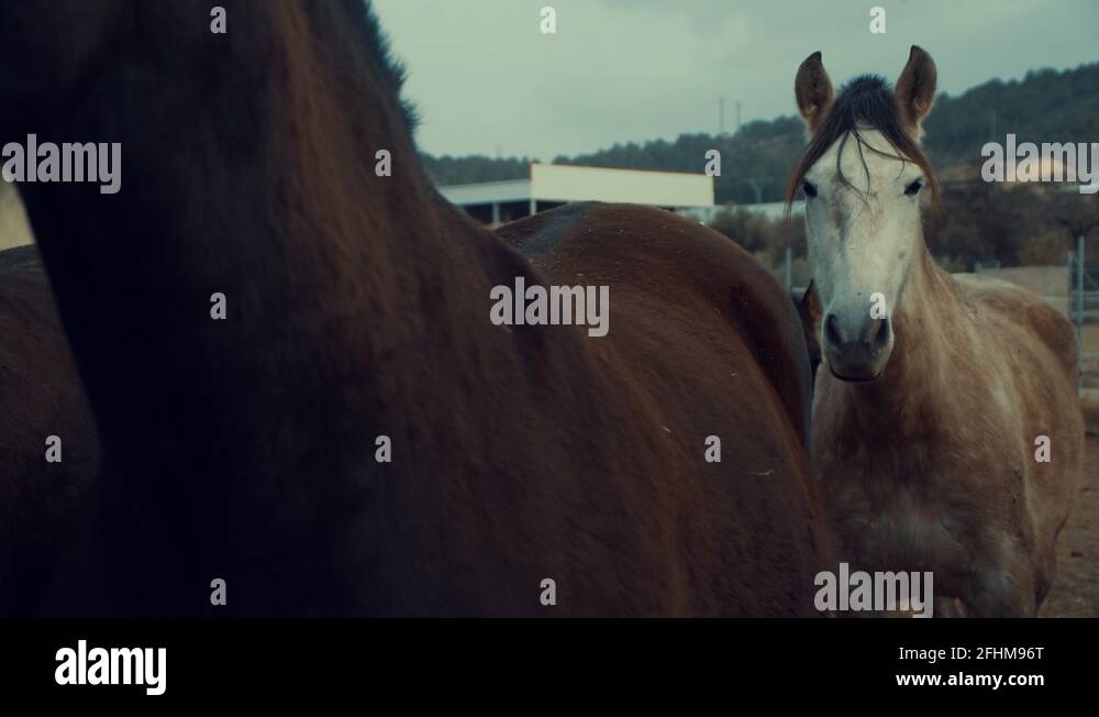 Spanish saddle Stock Videos & Footage HD and 4K Video Clips Alamy