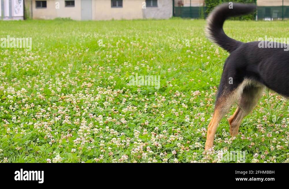 Dog wagging its tail Stock Videos & Footage HD and 4K Video Clips Alamy