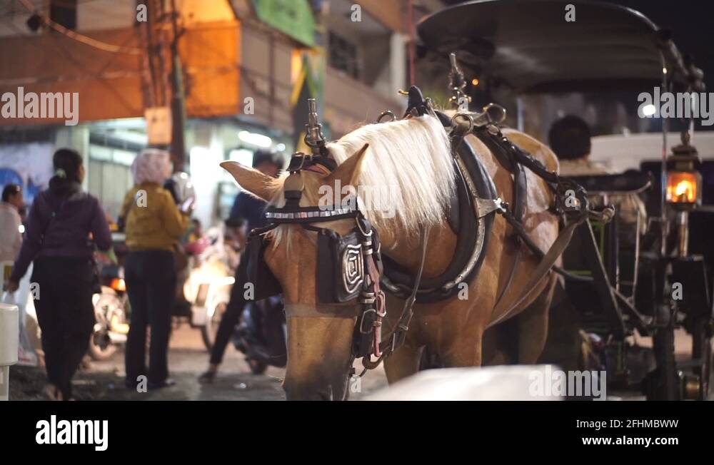 Horse gig Stock Videos & Footage HD and 4K Video Clips Alamy