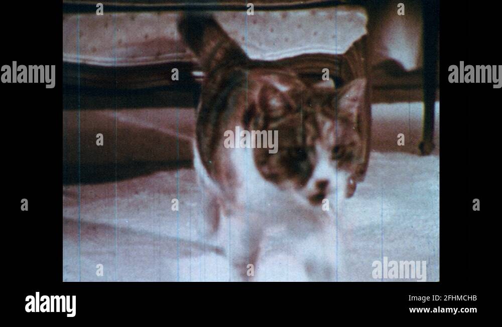 1960s Cat emerges from under chair. Cat scratches on scratching post