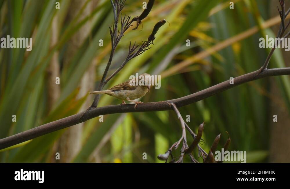 Darting bird Stock Videos & Footage HD and 4K Video Clips Alamy