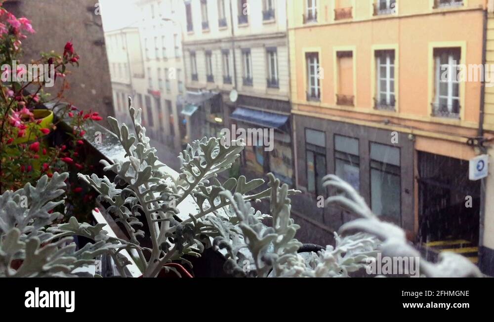 Lyon flower Stock Videos & Footage HD and 4K Video Clips Alamy