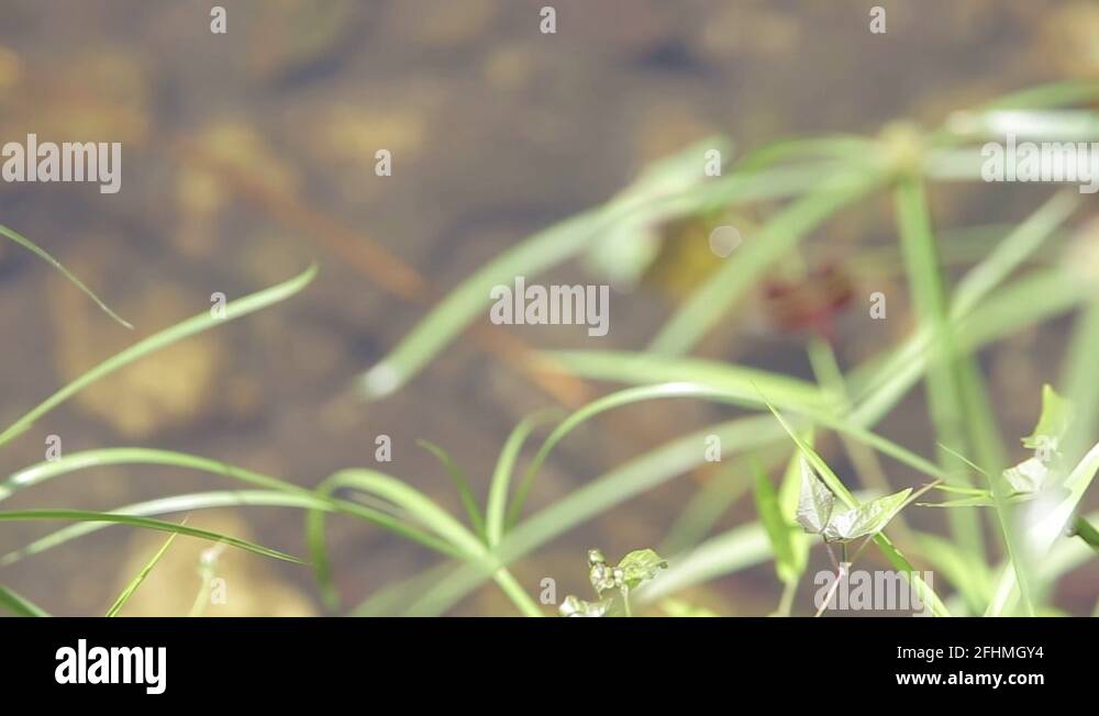 Pond insects Stock Videos & Footage HD and 4K Video Clips Alamy