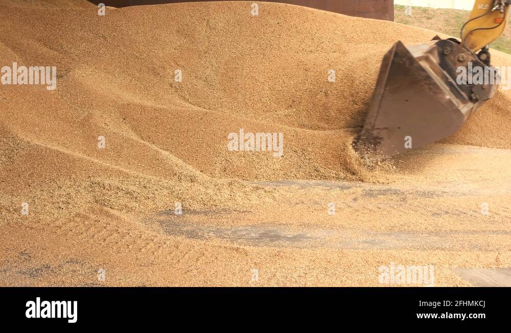 Dredge corn Stock Videos & Footage HD and 4K Video Clips Alamy