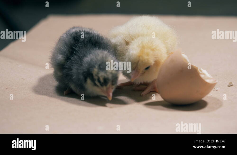 Little chicken egg Stock Videos & Footage - HD and 4K Video Clips - Alamy