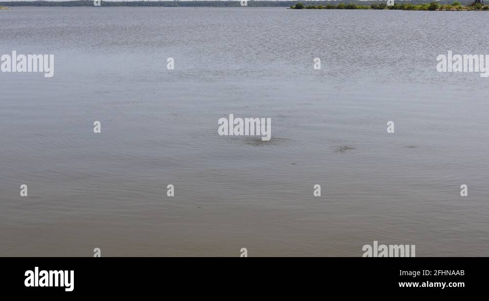 Bait fish schooling in Lake Texoma. Predator fish attack them Stock