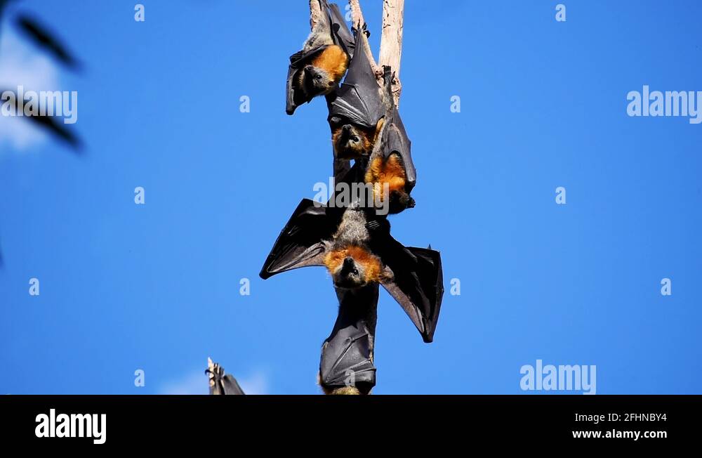 Flying fox giant bat australia Stock Videos & Footage HD and 4K Video