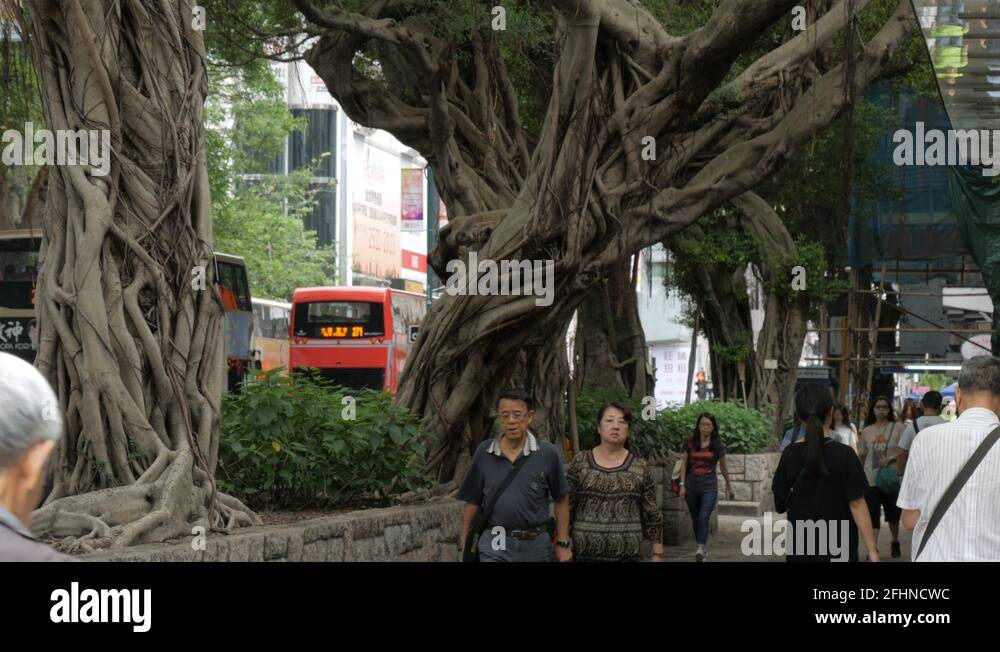 Banyan tree hong kong Stock Videos & Footage HD and 4K Video Clips