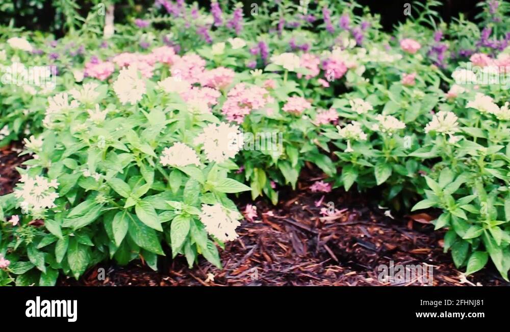 Beautiful flowers that line the sidewalks of New Orleans, Louisiana