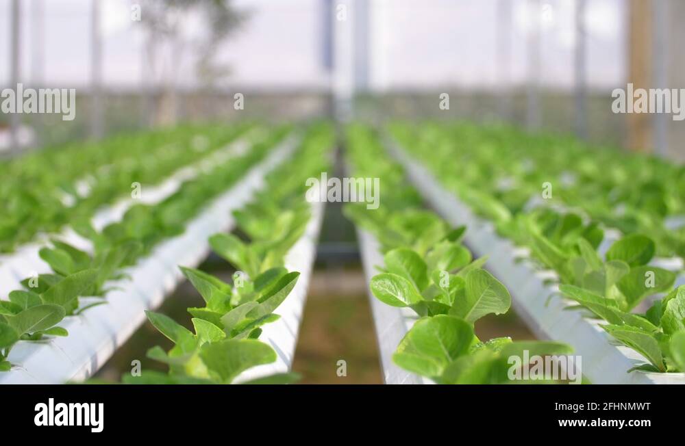 Grow growing vegetables Stock Videos & Footage - HD and 4K Video Clips ...