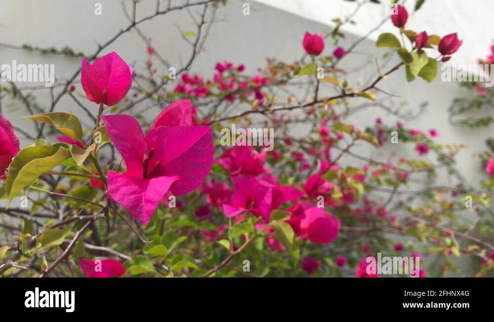 Dry bougainvillea Stock Videos & Footage HD and 4K Video Clips Alamy