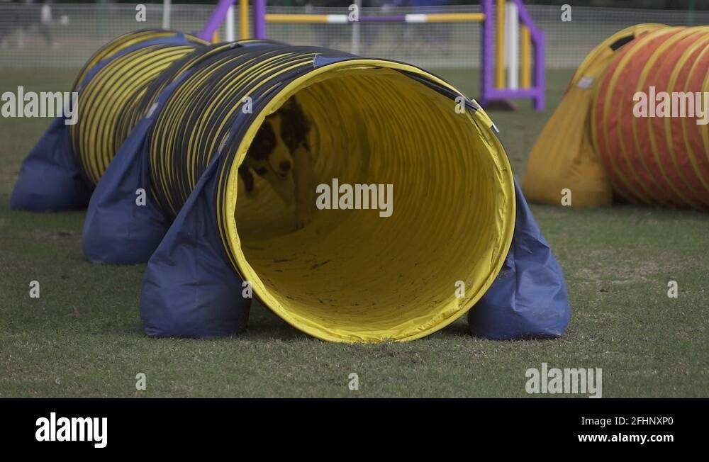 Dog running through agility tunnel Stock Video Footage Alamy
