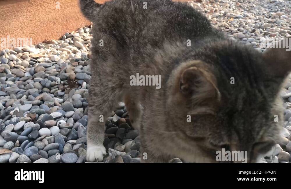 Gravels Stock Videos & Footage HD and 4K Video Clips Alamy