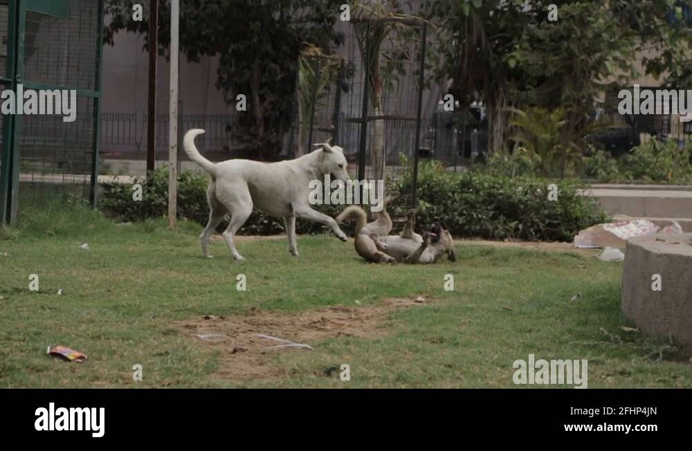 Two dogs playing park Stock Videos & Footage - HD and 4K Video Clips ...