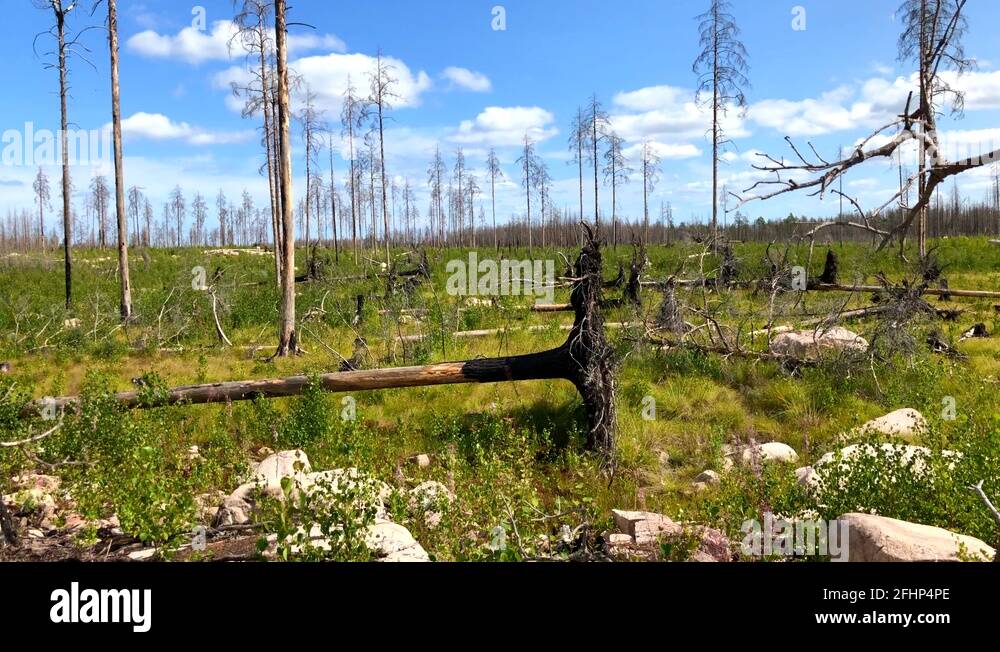 The forest recovering after a massive fire Stock Video Footage Alamy