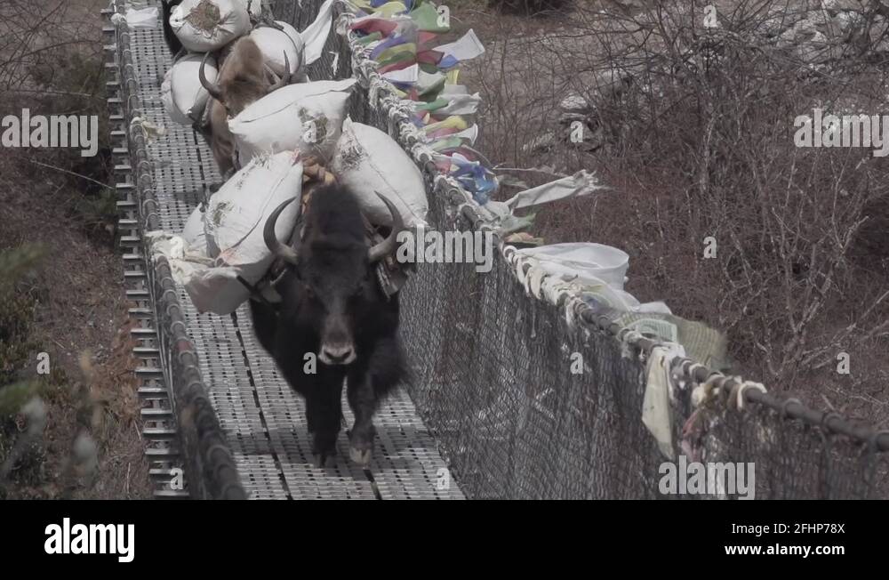 A yak carrying a heavy load, crossing a swing bridge in Nepal Stock