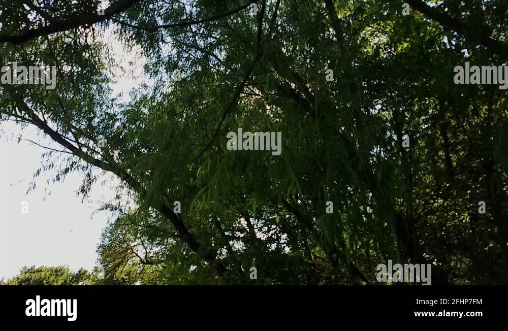 Locust tree Stock Videos & Footage HD and 4K Video Clips Alamy