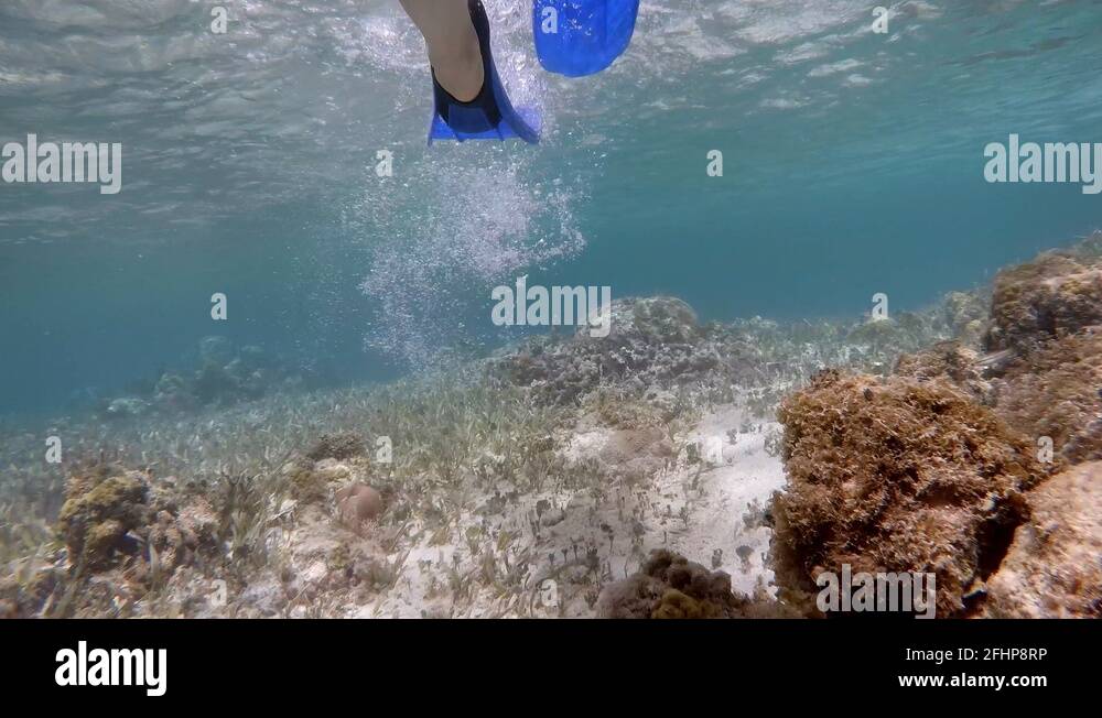 Snorkeling flippers Stock Videos & Footage HD and 4K Video Clips Alamy