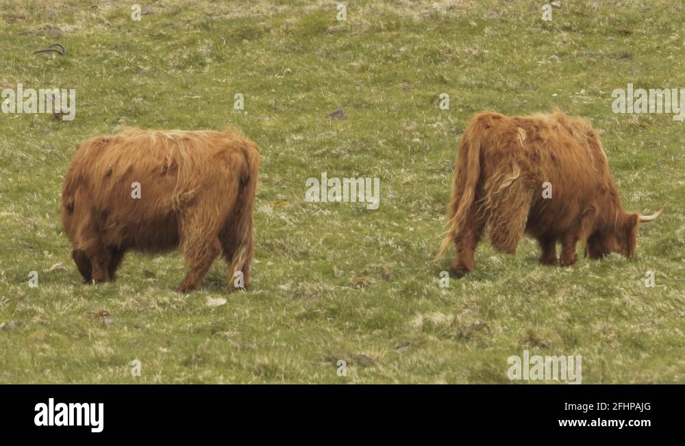 Highland cattle, Scottish Highland Cow in Isle of Skye, Scotland Zoom