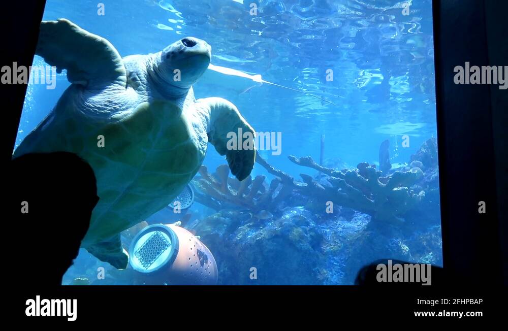 Boston new england aquarium Stock Videos & Footage HD and 4K Video Clips Alamy