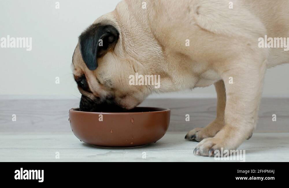 Young pug drinking water Stock Video Footage Alamy