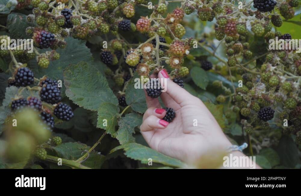 Thorns of blackberries Stock Videos & Footage HD and 4K Video Clips