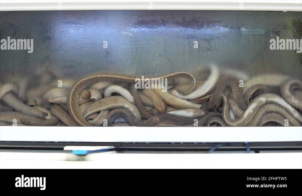 Eels in fish market Stock Videos & Footage HD and 4K Video Clips Alamy