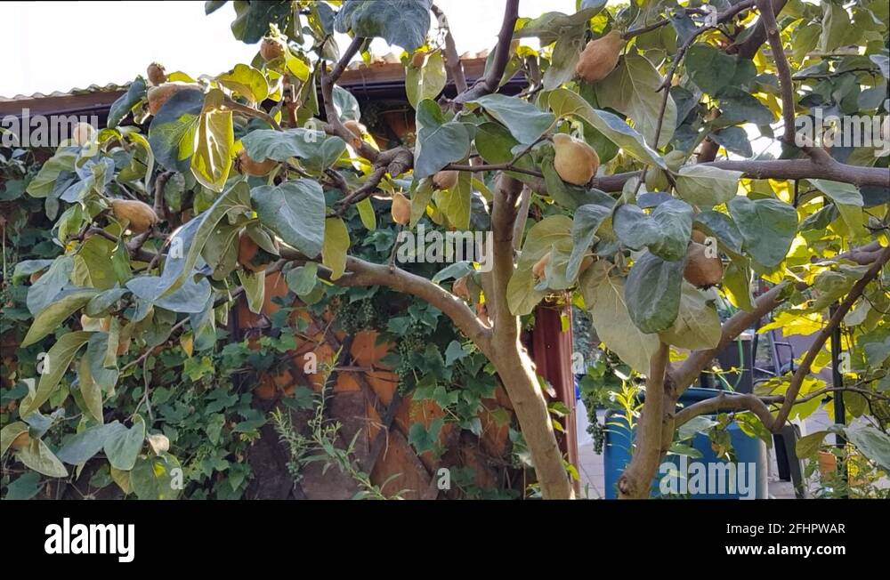 Quince tree garden Stock Videos & Footage HD and 4K Video Clips Alamy